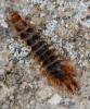 Drilus flavescens